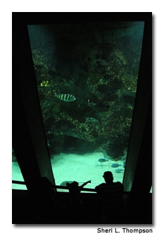 The National Aquarium Baltimore provides exhibits, a 4-D film and live dolphin shows in addition to teaching strong messages on conservation.